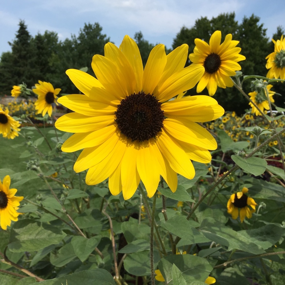 Meet your Posher, Donica